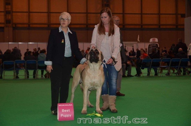 crufts 2014 Mona Best Puppy.jpg